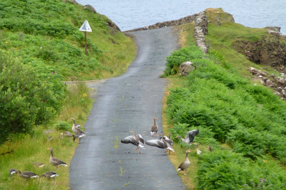 Greylag geese (Anser anser), Isle of Mull